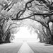 Fine Art Photography Print- Oak Alley- 8x10
