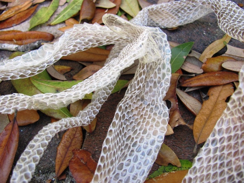 Shed Snake Skin Corn Snake by Hendyfinds by HendyFinds on Etsy