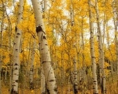 Aspen trees in fall colors fine art photograph print 16x20