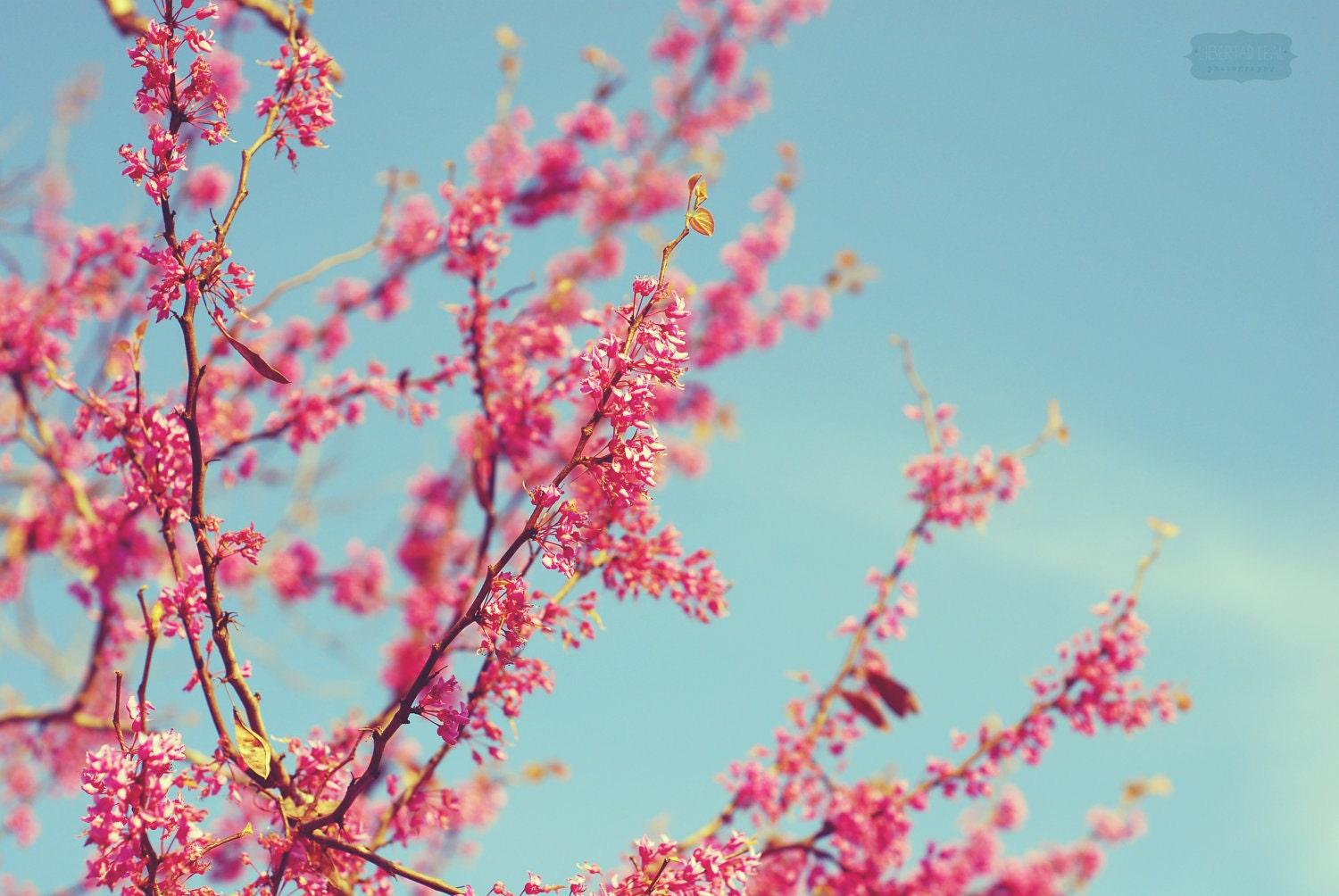 Flower Photography - fine art photography red bud tree flowers pink blue sky 8x12 photograph original photo prints wall art "Imagine Spring"