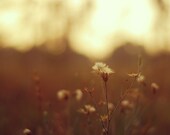 Nature Photography - fine art photography golden sepia brown 8x10 photograph weeds at sunset original photo prints wall art