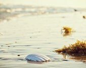 Nature Photography beach wall art photo print  photos sand seashell ocean 10x10 peaceful shore "The Sea"