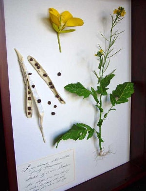 Wild Mustard   --Sinapis arvensis  2010