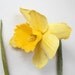 Daffodil  --Narcissus sp. 2011