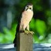 American Kestrel --Falco sparverius 2008