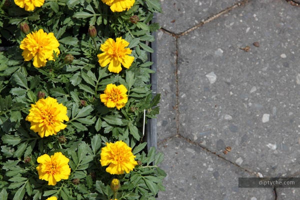 Farmers Market Yellow Marigolds Green Thumb Garden Flowers Plant Yellow Diptych (4" x 6" Print)