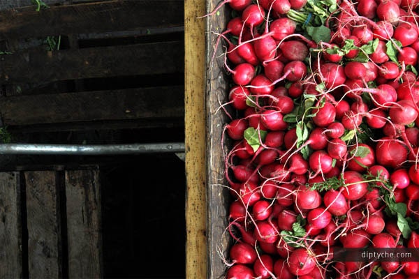 Farmers Market Fresh Produce Radish Diptych (4" x 6" Print)