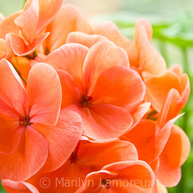 Fine Art Photograph - Flower Photography - Coral Geraniums - 5 x 5" photo - Flower Wall Art - Home Decor - ChasedByBeauty