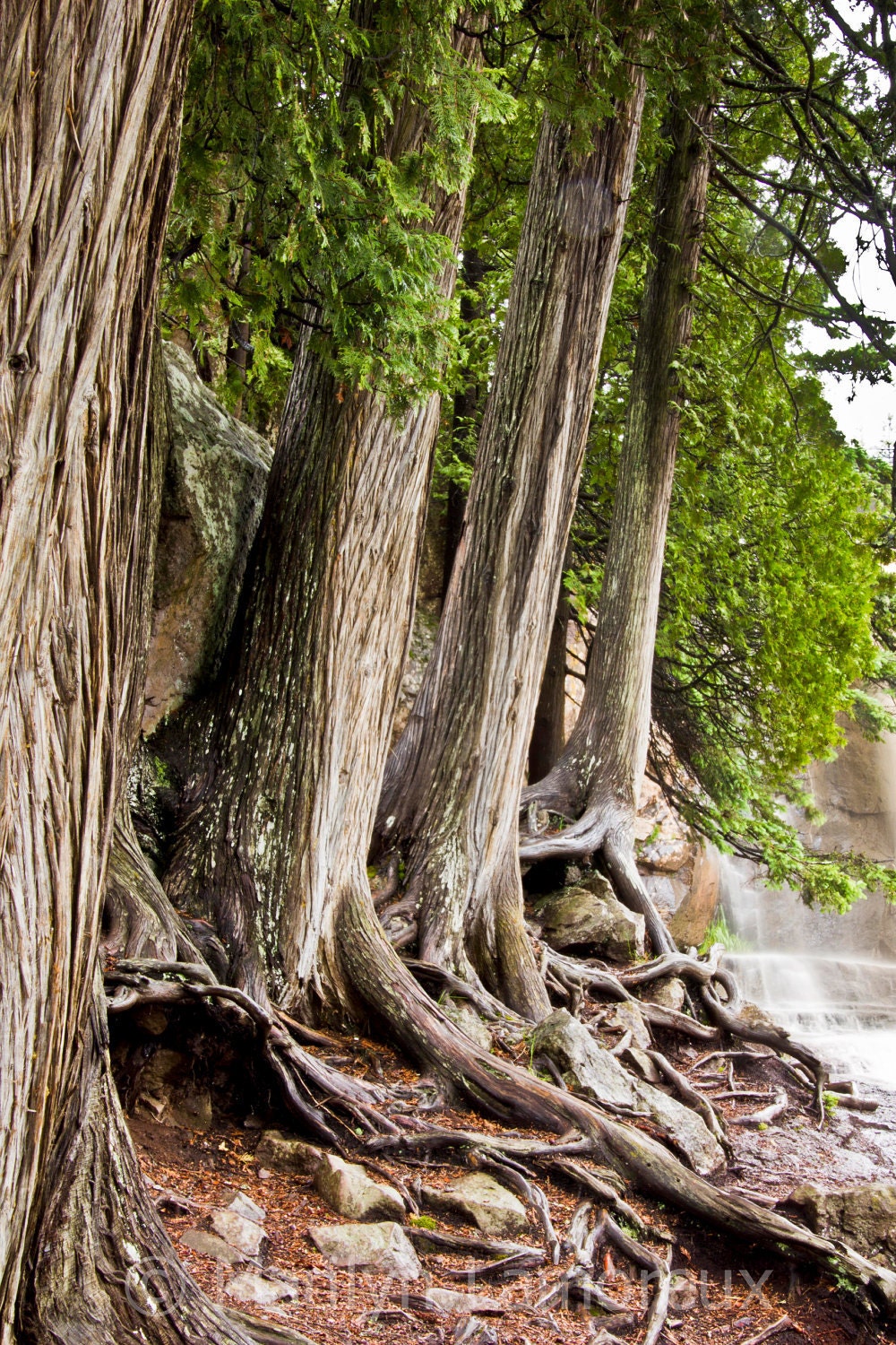 Father's Day Nature Photography - Fine Art Photograph - Tree Wall Decor - Tall Cedar Trees Photo - 8x12 print - "Wise White Cedar Trees"