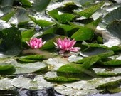 Wall decor, flower print, nature decor, water lillies, french country, natural home decor, baby nursery decor, spring decor, 5x7 (13x18)