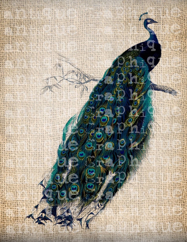 Antique COLOR Paris France Bird Peacock Feather Digital Download for Tea Towels, Papercrafts, Transfer, Pillows, etc Burlap No. 3963