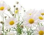 Simple Face Wash - facial cleanser, Sulfate free,balancing with clarifying blend of Willow Bark and healing Calendula