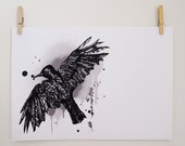 Blackbird Illustration Print - black and white bird drawing A3, 16.5" x 11.7" Art Print