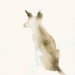 Watercolor Artwork - Snow - Dog Fine Art Print from Original Watercolor