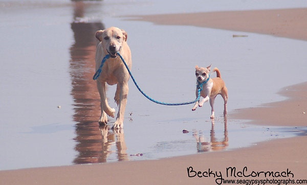 Dog Photograph, Dogs on the Beach, Fine Art Pet Portrait Photography, 8 x 10 Matted Print All Things Coastal Cottage Beach Home Wall Decor