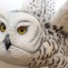 Bird Carving Owl - Hand Carved Full-Size Snowy Owl Wall Mounted on Walnut Plaque