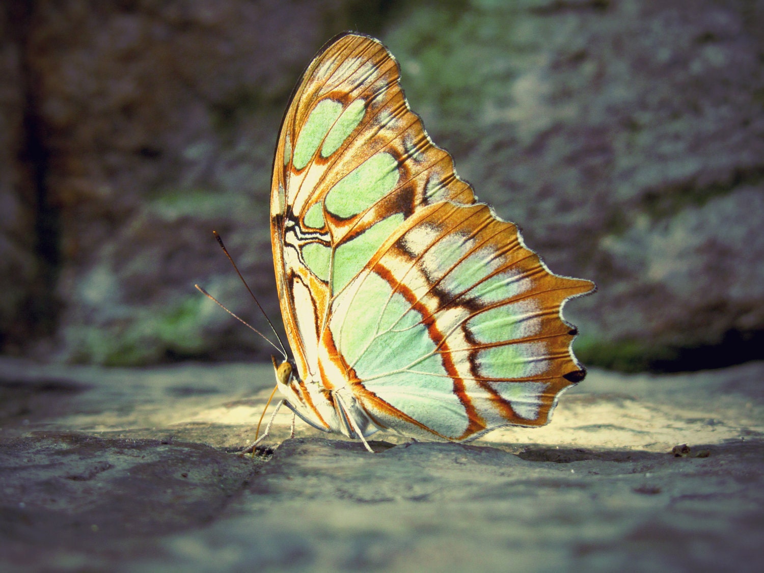 Green Gold Butterfly on Stone Fine Art Photography - 8 x 10
