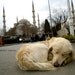 Dog Photograph, Istanbul Golden Retriever, Blue Mosque in Istanbul, Fine Art Photography Print- Golden Slumbers at the Blue Mosque
