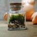 The sweetest little terrarium you will ever see with live kentucky moss desk object