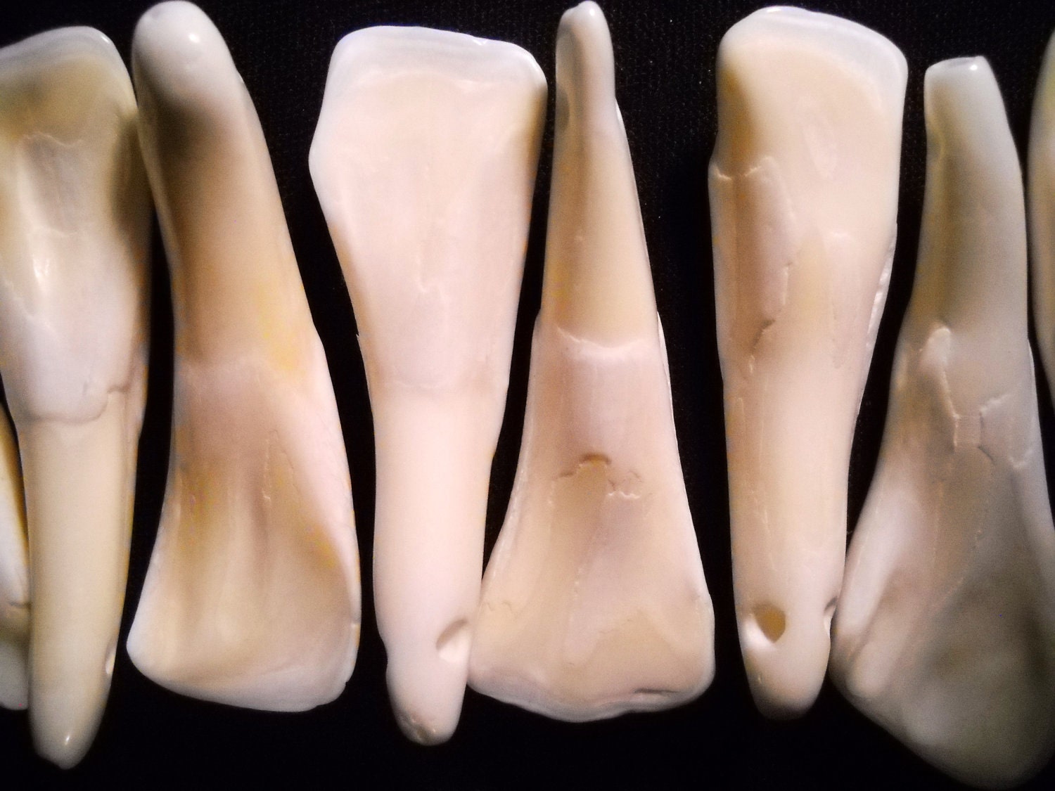 5 Real Bone Water Buffalo Teeth Taxidermy Genuine Tooth Bones Pendant
