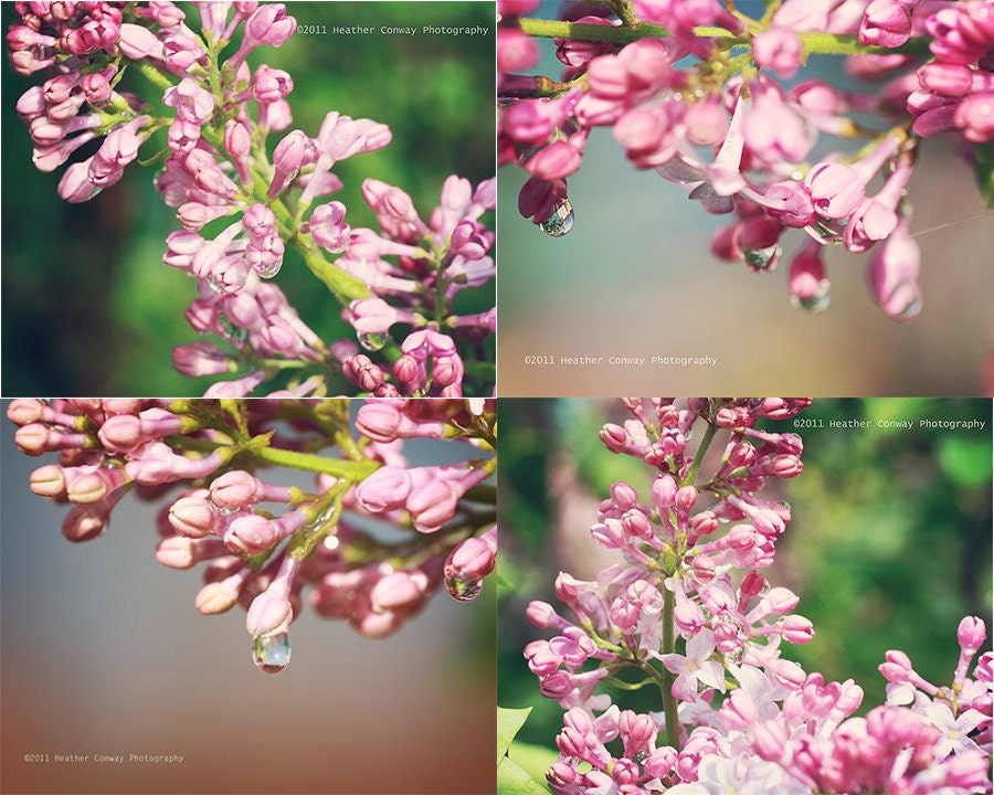 Summer Collection - 4 x 8x10 signed prints. Pretty Pink Summer Blossom Lilacs Summer Flowers Bokeh - Fine Art Photography, Wall Decor