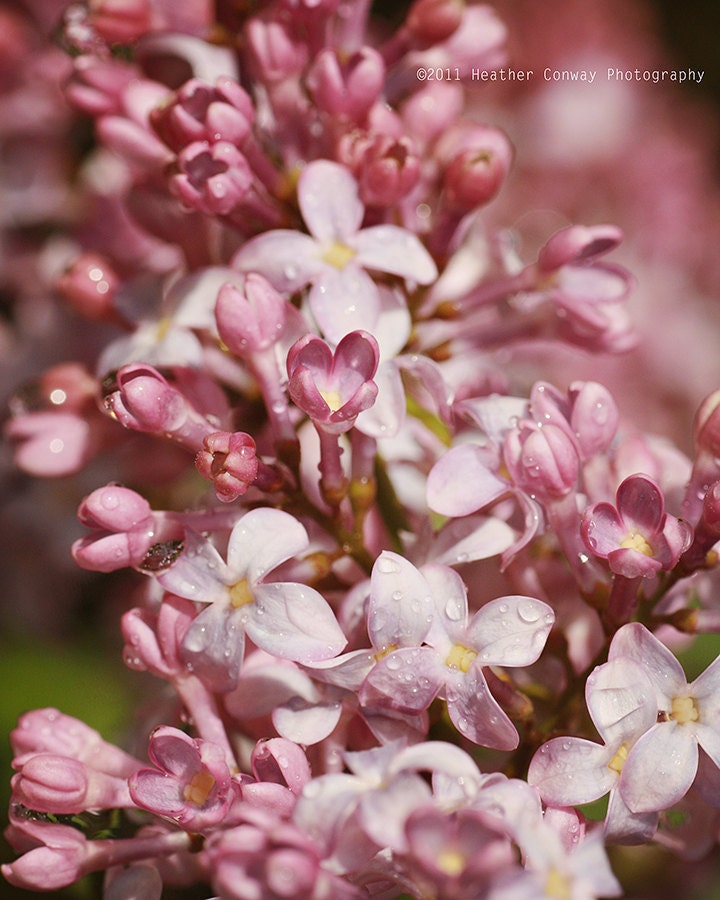 Raindrops on Pretty Pink Spring Blossom Summer Flowers 8x10 - Fine Art Photography, Wall Decor