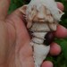 sweet wrapped fairie fairy babee baby ooak