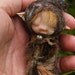 sweet babee cocoon ooak fairy fairie