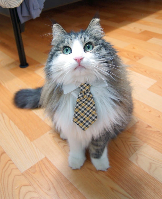 Cat Collar Tie