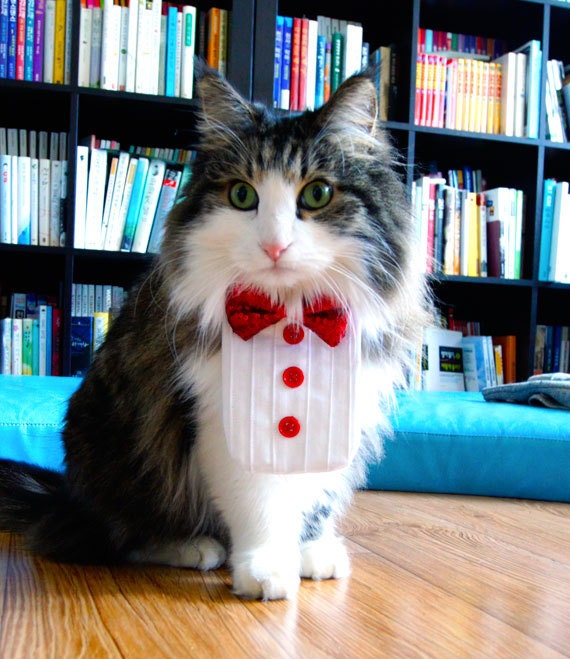 Cat Tuxedo Outfit