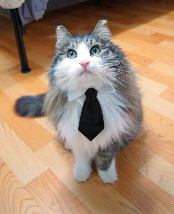Pet Dog Cat Collar ACCESSORY Black Necktie