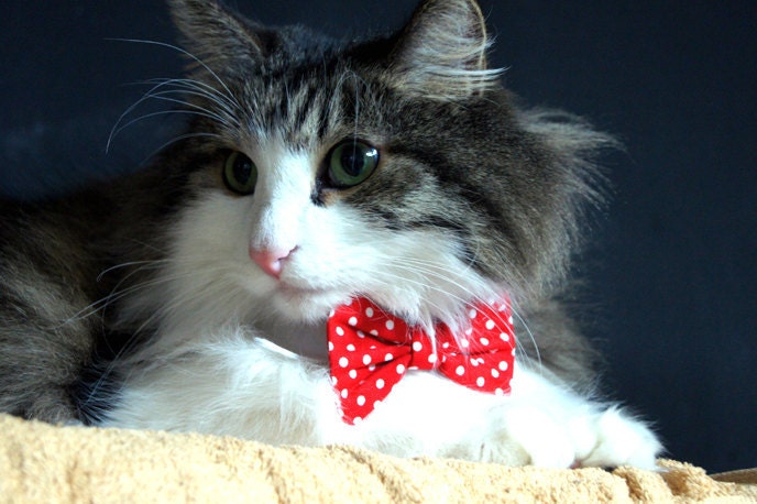 Pet Dog Cat Collar ACCESSORY Bowtie
