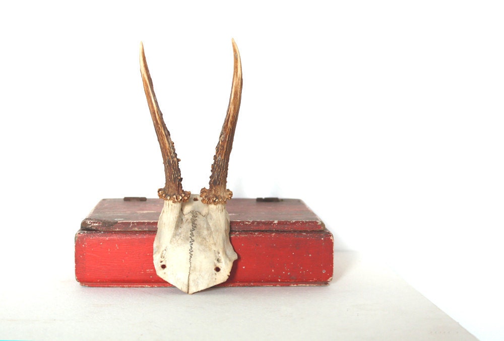 Vintage real deer antlers with skull