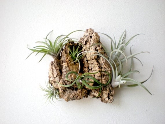 Wall Garden: Air Plants on Sustainable Virgin Cork Bark