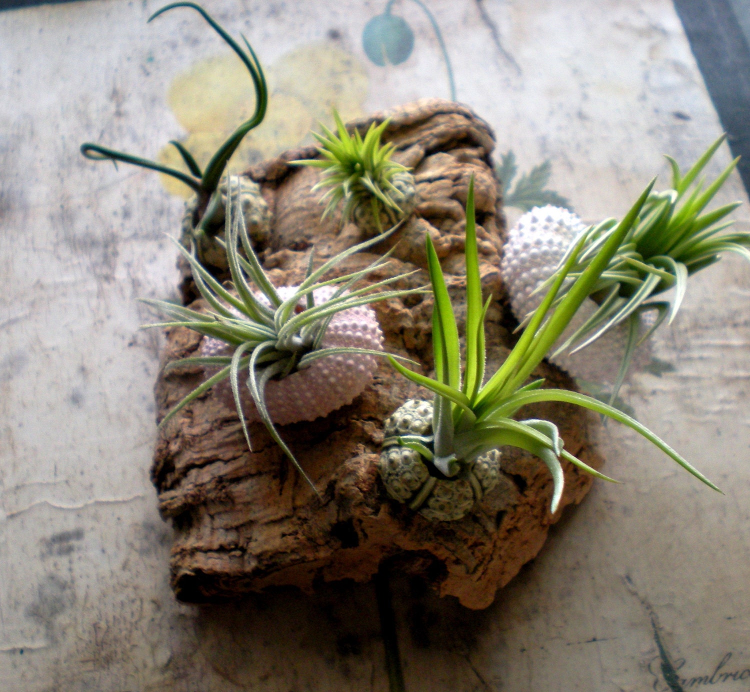 Herbaceous barnacles: Air plants in Sea Urchin Shells on Cork Bark