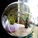 Hanging Air Plant Terrarium With Sea Urchin and Sand Dollar Glass Terrarium