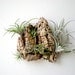 Wall Garden: Air Plants on Sustainable Virgin Cork Bark