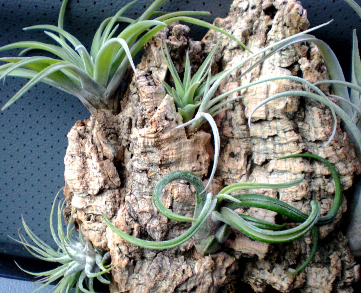 Wall Garden: Air Plants on Sustainable Virgin Cork Bark