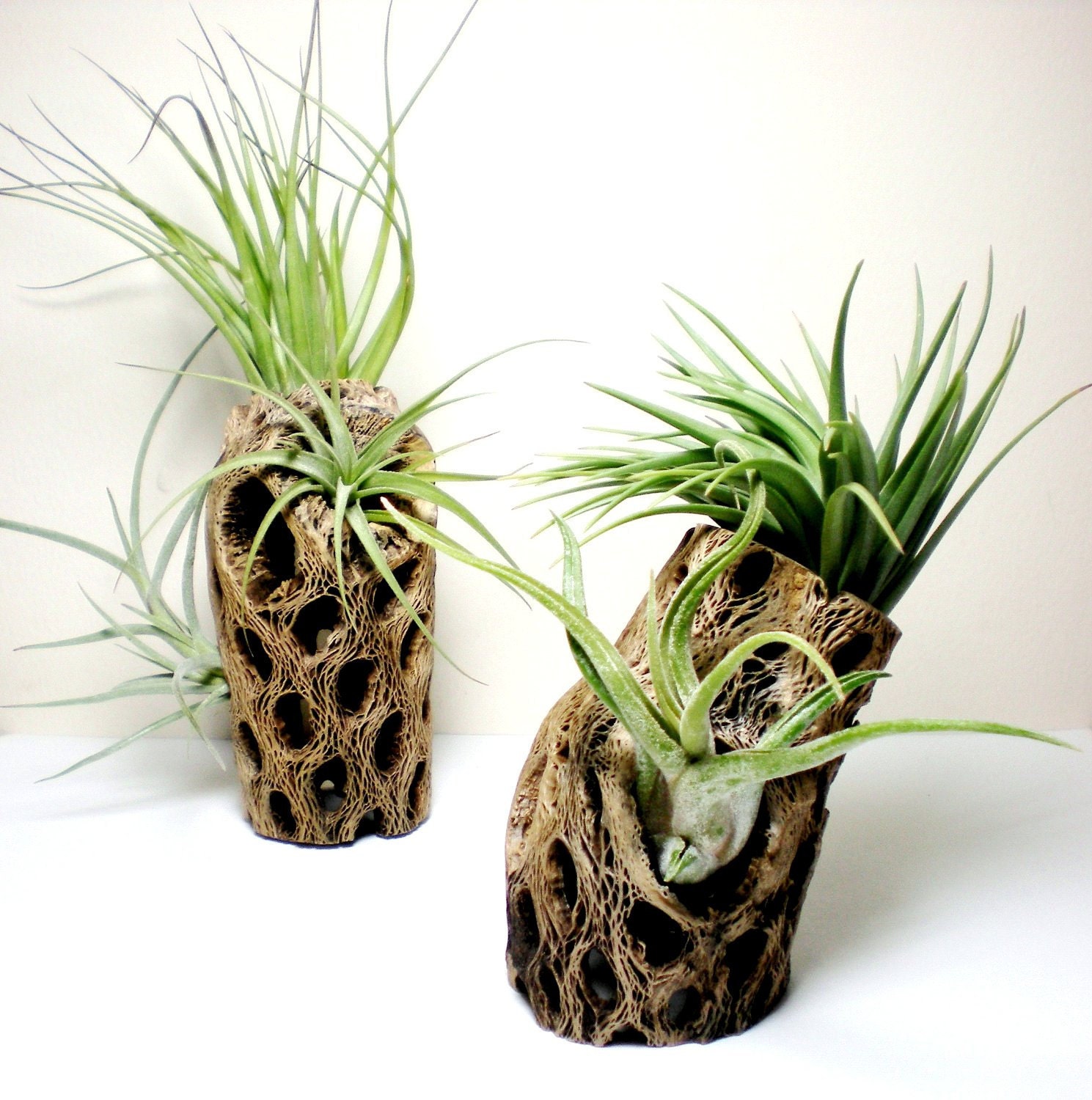 Air Plants in Cholla Cactus wood: tabletop air plant handmade display