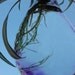 Md Spider Planter Purple