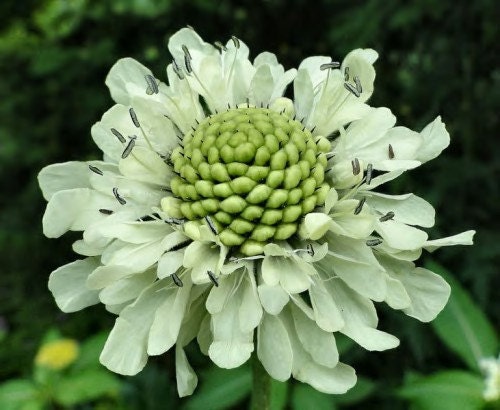 Heirloom 200 SEEDS Green Scabiosa Sweet Scabious Plant Pincushion Zinnia Garden Flower B3128