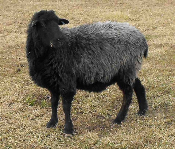 Choose any ewe in this shop - CSA "No Frills" Package - One pound of wool from Spring 2012 shearing