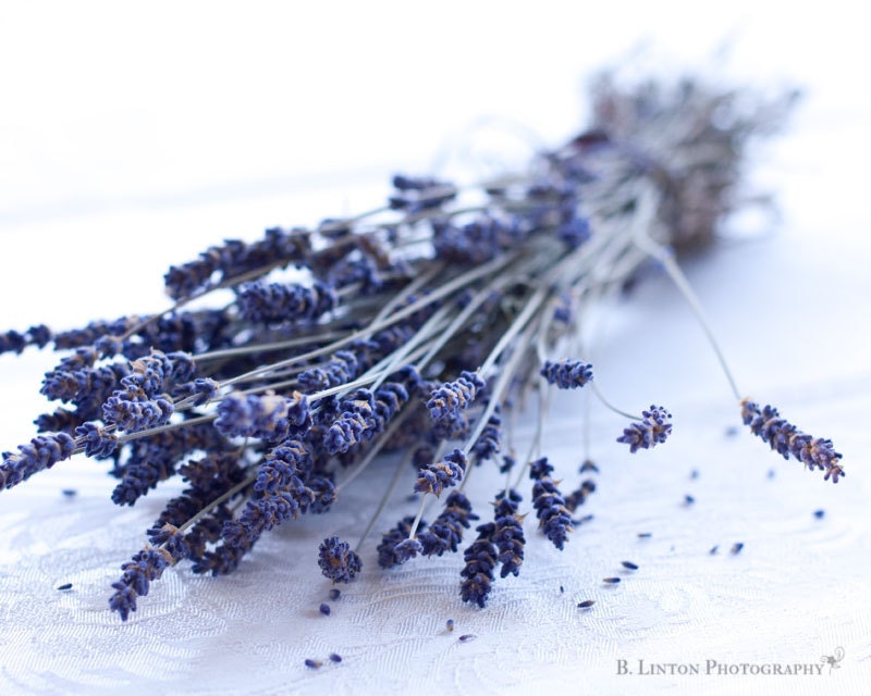 Flower Photography - Lavender Photograph - 8x10 Fine Art Photography Print - Lavender White Purple Home Decor
