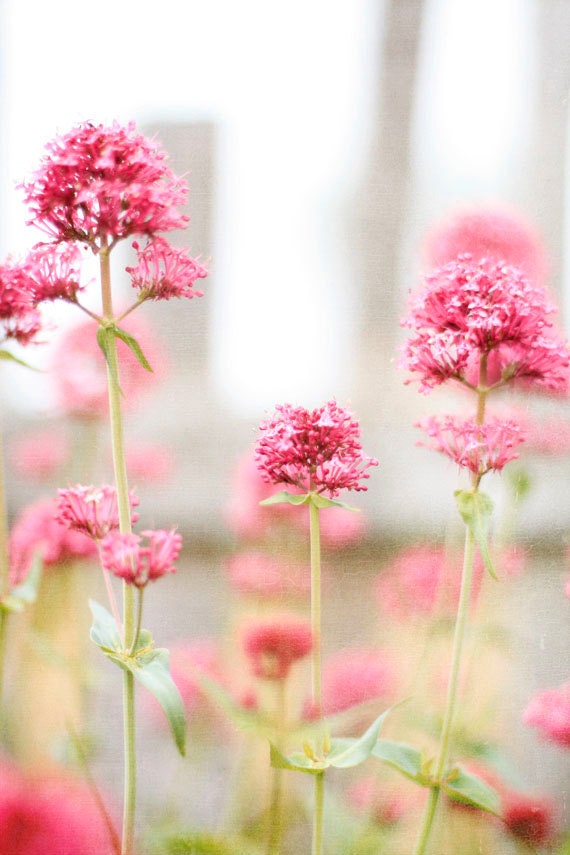 Flower Photography - Nursery Art - Pink Flower Blossoms - 5X7 Fine Art Photography Print - Pink Home Decor