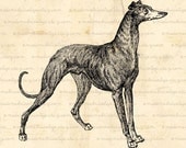 Dog Puppy Canine Greyhound - Digital Image Download for Iron on Transfer, Papercrafts, Pillows, T-Shirts, Tote Bags, Burlap, No 00594