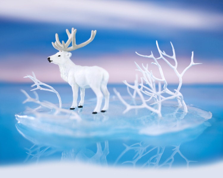 2 FOR 1 - reindeer art, winter, ice, blue, rose, fairytale, white reindeer, snow - Island Adrift 8 x 10 photograph