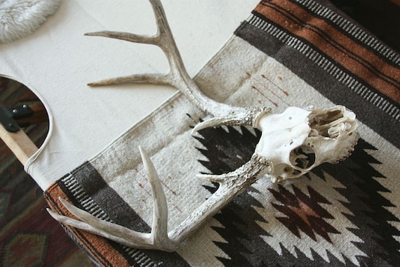 buck skull