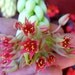 Donkey Tail Plant 2 Healthy Large Cuttings- Beautiful Hanging Succulent