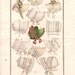 Austentation Jane Austen Regency 1812 Poke Bonnet: Plain