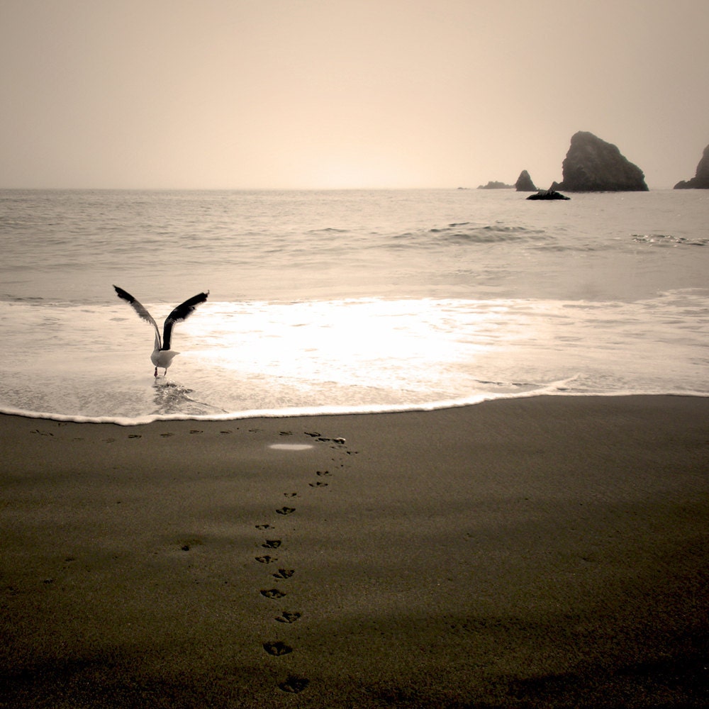 Beach photography, landscape, bird, seagull, neutral, ocean, nature - Out to Sea - 8x8 fine art photograph